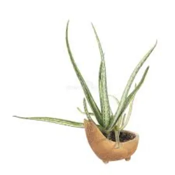 Modern Aloe Vera Plants